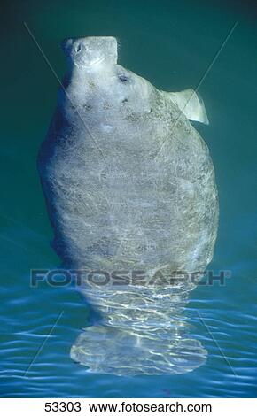 Close-up of Florida manatee (Trichechus manatus latirostris) swimming underwater, Crystal River, Florida, USA View Large Photo Image Stock Image - Close-up of Florida manatee (Trichechus manatus latirostris) swimming underwater, Crystal River, Florida, USA . Fotosearch