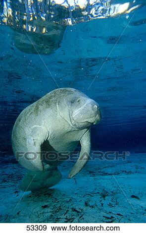 Stock Photo - Close-up of Florida manatee (Trichechus manatus latirostris) swimming underwater, Crystal River, Florida, USA . Fotosearch