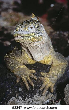 Close-up of Galapagos Land Iguana (Conolophus subcristatus) on rock, Galapagos Islands, Ecuador View Large Photo Image Stock Photo - Close-up of Galapagos Land Iguana (Conolophus subcristatus) on rock, Galapagos Islands, Ecuador . Fotosearch