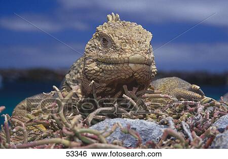 Close-up of Galapagos Land Iguana (Conolophus subcristatus) on rock, Galapagos Islands, Ecuador View Large Photo Image Stock Photograph - Close-up of Galapagos Land Iguana (Conolophus subcristatus) on rock, Galapagos Islands, Ecuador . Fotosearch