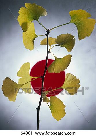 Stock Image - Close-up of ginkgo tree and flag of Japan in background . Fotosearch