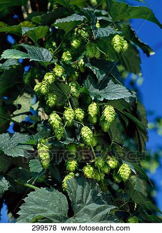Stock Photo - Close-up of hop plant . Fotosearch