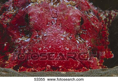 Close-up of lionfish underwater View Large Photo Image Stock Photography - Close-up of lionfish underwater . Fotosearch