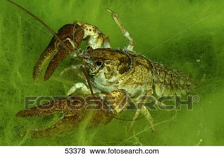 Stock Photo - Close-up of lobster in water . Fotosearch