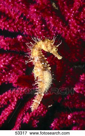 Stock Photo - Close-up of Long-Snouted seahorse (Hippocampus guttulatus) fish underwater, Costa Brava, Spain . Fotosearch