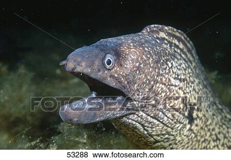 Stock Photo - Close-up of Mediterranean moray (Muraena helena) fish underwater, Costa Brava, Spain . Fotosearch