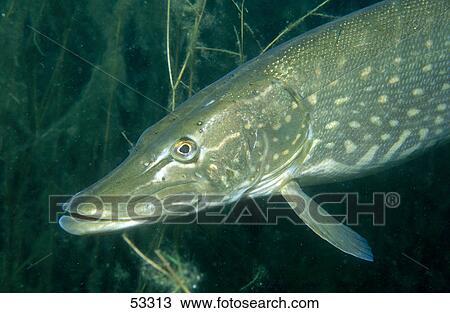 Stock Image - Close-up of Northern Pike (Esox lucius) underwater . Fotosearch