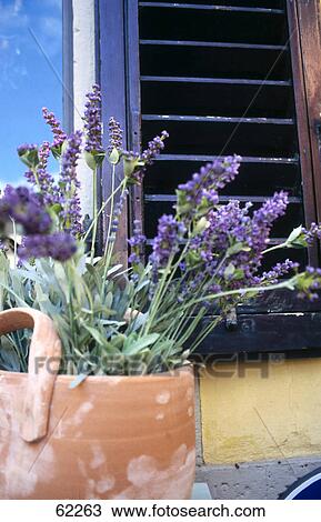 Close-up of potted plant on window ledge, Tuscany, Italy View Large Photo Image Stock Image - Close-up of potted plant on window ledge, Tuscany, Italy . Fotosearch