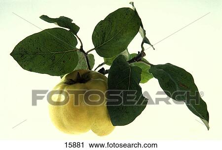 Close-up of quince fruit on white background View Large Photo Image Stock Image - Close-up of quince fruit on white background . Fotosearch