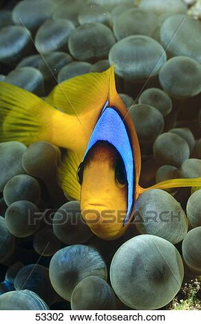 Stock Image - Close-up of Red Sea clownfish (Amphiprion bicinctus) in anemone underwater, Egypt . Fotosearch