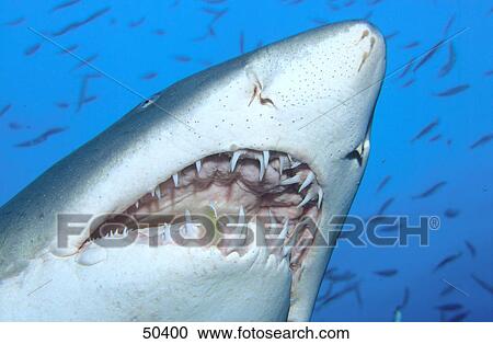Close-up of Sand tiger shark (Carcharias taurus) and fish swimming underwater, North Carolina, USA View Large Photo Image Stock Image - Close-up of Sand tiger shark (Carcharias taurus) and fish swimming underwater, North Carolina, USA . Fotosearch