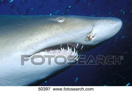 Close-up of Sand tiger shark (Carcharias taurus) swimming underwater, North Carolina, USA View Large Photo Image Stock Photo - Close-up of Sand tiger shark (Carcharias taurus) swimming underwater, North Carolina, USA . Fotosearch