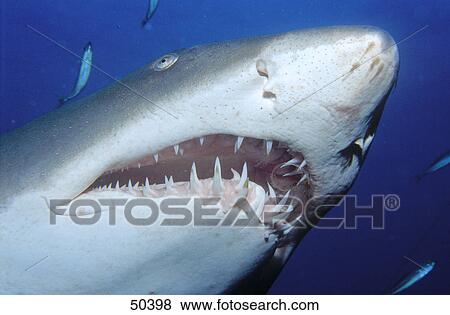 Close-up of Sand tiger shark (Carcharias taurus) swimming underwater, North Carolina, USA View Large Photo Image Stock Photo - Close-up of Sand tiger shark (Carcharias taurus) swimming underwater, North Carolina, USA . Fotosearch