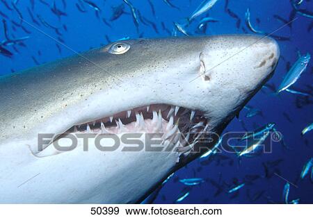 Close-up of Sand tiger shark (Carcharias taurus) and fish swimming underwater, North Carolina, USA View Large Photo Image Stock Photo - Close-up of Sand tiger shark (Carcharias taurus) and fish swimming underwater, North Carolina, USA . Fotosearch