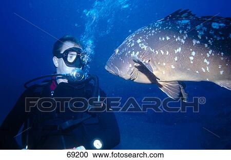 Close-up of scuba diver and Dusky Grouper (Epinephelus marginatus) underwater, Madeira View Large Photo Image Stock Image - Close-up of scuba diver and Dusky Grouper (Epinephelus marginatus) underwater, Madeira . Fotosearch