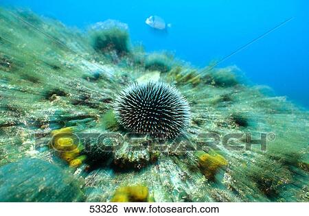 Close-up of sea urchin View Large Photo Image Stock Photograph - Close-up of sea urchin . Fotosearch