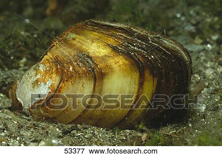 Stock Photo - Close-up of Swan mussel (Anodonta cygnea) in underwater, Austria . Fotosearch