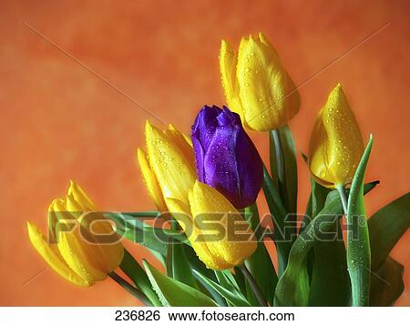 Stock Photograph - Close-up of Tulip and leaves . Fotosearch