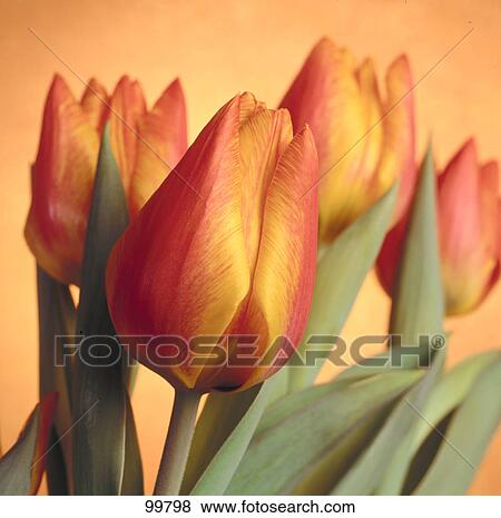 Stock Photo - Close-up of tulip flowers . Fotosearch