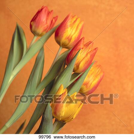 Stock Photograph - Close-up of tulip flowers . Fotosearch