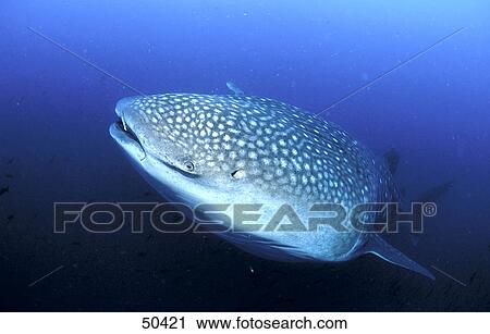 Close-up of Whale shark (Rhincodon typus) swimming underwater, Galapagos, Ecuador View Large Photo Image Stock Image - Close-up of Whale shark (Rhincodon typus) swimming underwater, Galapagos, Ecuador . Fotosearch
