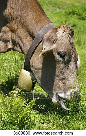 Cow grazing on a meadow, Bolsterlang, Allgaeu, Bavaria, Germany, Europe View Large Photo Image Stock Image - Cow grazing on a meadow, Bolsterlang, Allgaeu, Bavaria, Germany, Europe . Fotosearch