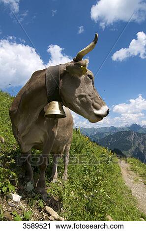 Cow on Schlappoltalm, Allgaeu Alps, Bavaria, Germany, Europe View Large Photo Image Stock Image - Cow on Schlappoltalm, Allgaeu Alps, Bavaria, Germany, Europe . Fotosearch