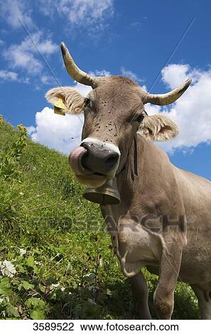 Cow on Schlappoltalm, Allgaeu Alps, Bavaria, Germany, Europe View Large Photo Image Stock Image - Cow on Schlappoltalm, Allgaeu Alps, Bavaria, Germany, Europe . Fotosearch