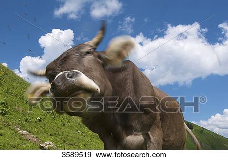 Stock Photo - Cow on Schlappoltalm, Allgaeu Alps, Bavaria, Germany, Europe . Fotosearch