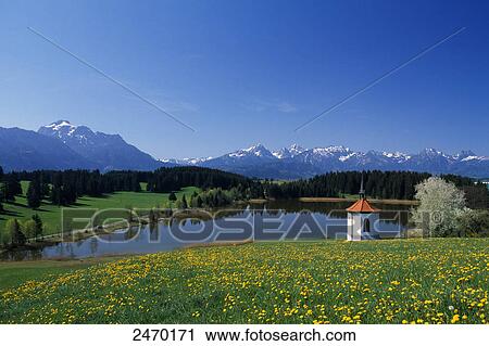 Stock Image - Dandelion flowers with chapel at lakeside, Lake Hegratsrieder, Allgau, Bavaria, Germany . Fotosearch