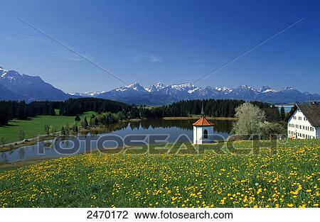 Stock Image - Dandelion flowers with chapel at lakeside, Lake Hegratsrieder, Allgau, Bavaria, Germany . Fotosearch