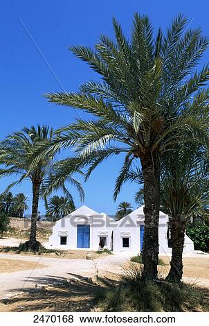 Date palm trees in front of houses, Menzel Bourguiba, Djerba, Tunisia View Large Photo Image Stock Photo - Date palm trees in front of houses, Menzel Bourguiba, Djerba, Tunisia . Fotosearch