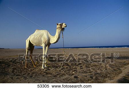 Stock Photography - Dromedary camel standing in desert, Egypt . Fotosearch