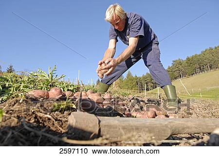 Stock Image - Farmer harvesting potatoes in field, Trentino-Alto Adige, Italy . Fotosearch