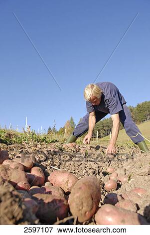 Farmer looking at potatoes in field, Trentino-Alto Adige, Italy View Large Photo Image Stock Photo - Farmer looking at potatoes in field, Trentino-Alto Adige, Italy . Fotosearch
