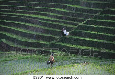 Stock Image - Farmers at terraced rice fields, Bali, Indonesia . Fotosearch