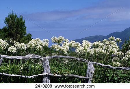 Fence in lilies field, Boca da Encumeada, Madeira, Portugal View Large Photo Image Stock Photo - Fence in lilies field, Boca da Encumeada, Madeira, Portugal . Fotosearch