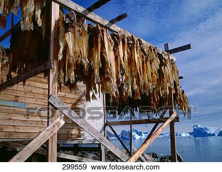 Stock Photo - Fish drying on wooden post, Umanak, Vestgronland, Greenland . Fotosearch