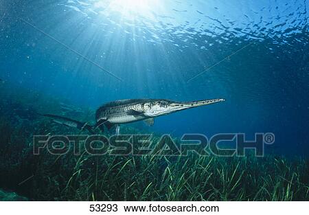 Florida Gar (Lepisosteus platyrhincus) fish underwater, Rainbow River, Florida, USA View Large Photo Image Stock Image - Florida Gar (Lepisosteus platyrhincus) fish underwater, Rainbow River, Florida, USA . Fotosearch