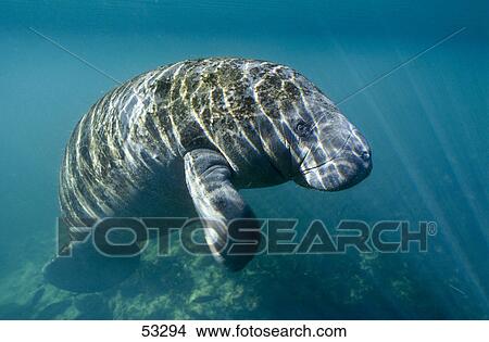Picture - Florida manatee (Trichechus manatus latirostris) swimming underwater, Crystal River, Florida, USA . Fotosearch