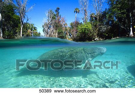 Stock Photo - Florida manatee (trichechus manatus latirostris) swimming underwater, Florida, USA . Fotosearch