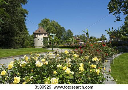 Flower island Mainau, Baden-Wuerttemberg, Germany, Europa View Large Photo Image Stock Photo - Flower island Mainau, Baden-Wuerttemberg, Germany, Europa . Fotosearch