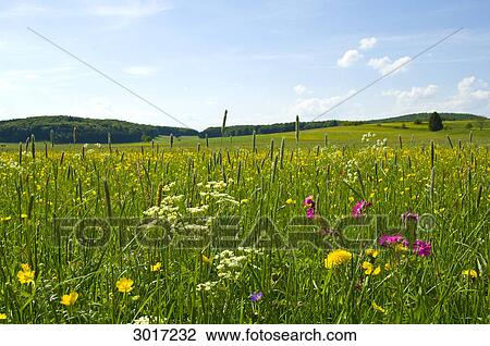 Flower meadow  View Large Photo Image Stock Image - Flower meadow . Fotosearch