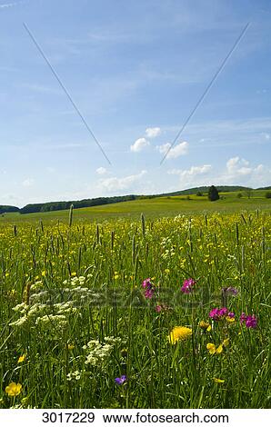 Flower meadow View Large Photo Image Stock Photo - Flower meadow . Fotosearch