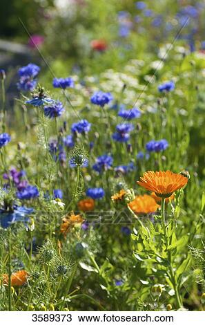 Flowr meadow, Allgaeu, Bavaria, Germany, Europe View Large Photo Image Stock Image - Flowr meadow, Allgaeu, Bavaria, Germany, Europe . Fotosearch
