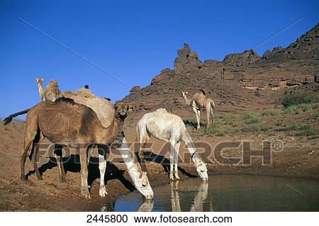 Stock Image - Four camels at waterhole, Tadrart Acacus, Libya . Fotosearch