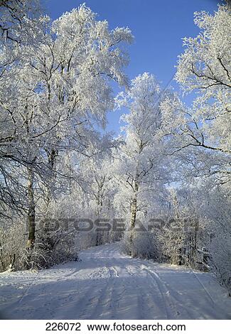 Frozen trees in forest, Worpswede, Teufelsmoor, Lower Saxony, Germany View Large Photo Image Stock Image - Frozen trees in forest, Worpswede, Teufelsmoor, Lower Saxony, Germany . Fotosearch