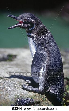 Picture - Galapagos Penguin (Spheniscus mendiculus) on rock, Galapagos Islands, Ecuador . Fotosearch