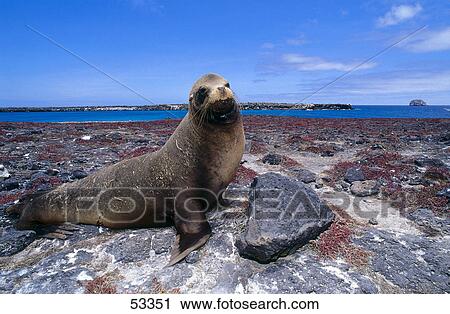 Stock Image - Galapagos Sea Lion (Zalophus wollebaeki) on rock, Galapagos Islands, Ecuador . Fotosearch