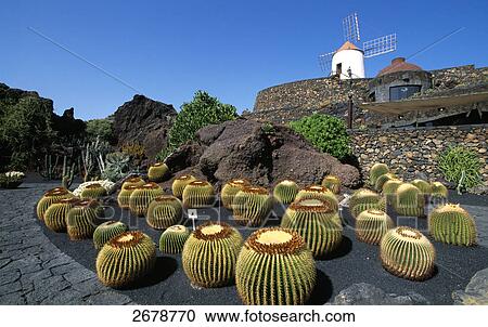 Stock Image - Garden in front of traditional windmill, Lanzarote, Canary Islands, Spain . Fotosearch